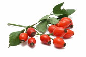 Rose Hip (isolated)