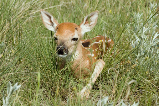 A baby deer hides in the grass.  Shot taken in the wild.