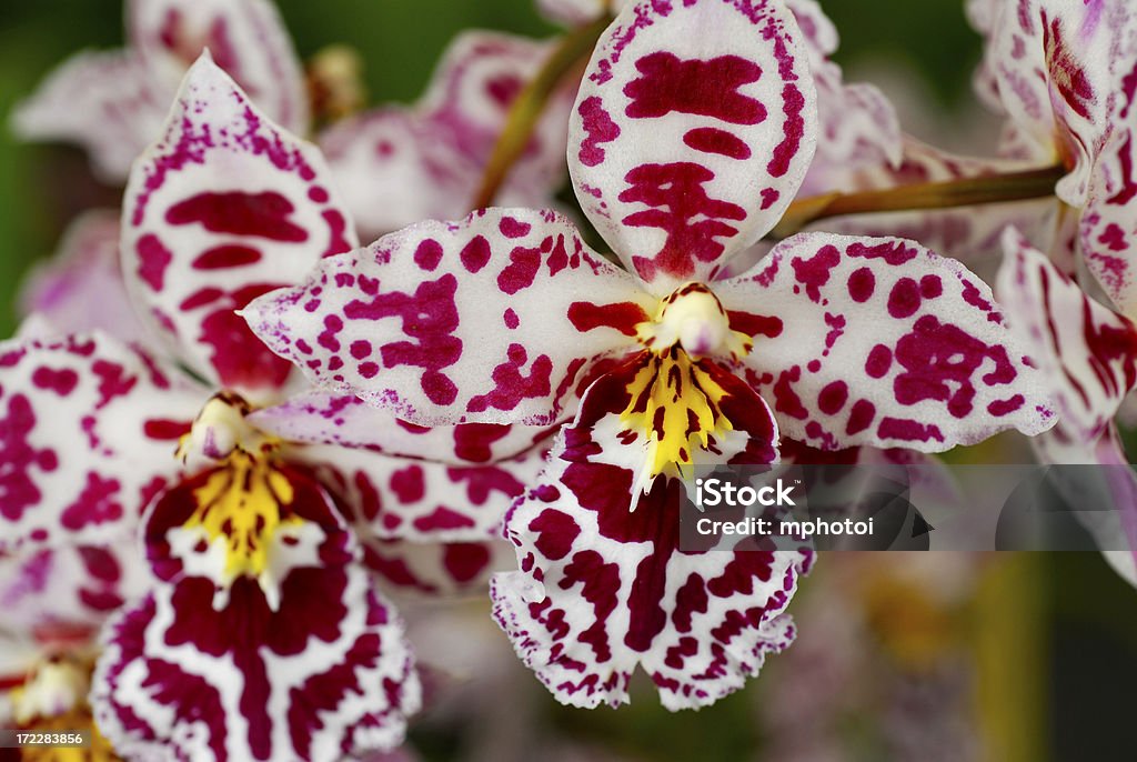 Orchid primer plano - Foto de stock de Amarillo - Color libre de derechos