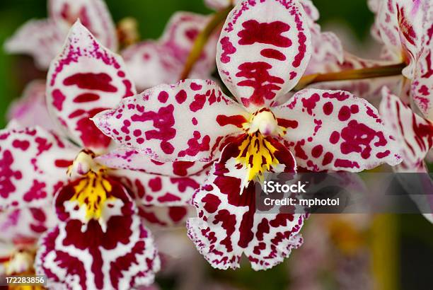 Orchid Primer Plano Foto de stock y más banco de imágenes de Amarillo - Color - Amarillo - Color, Aniversario, Balneario - Spa