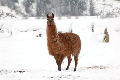 Image of a llama in a winter setting.
