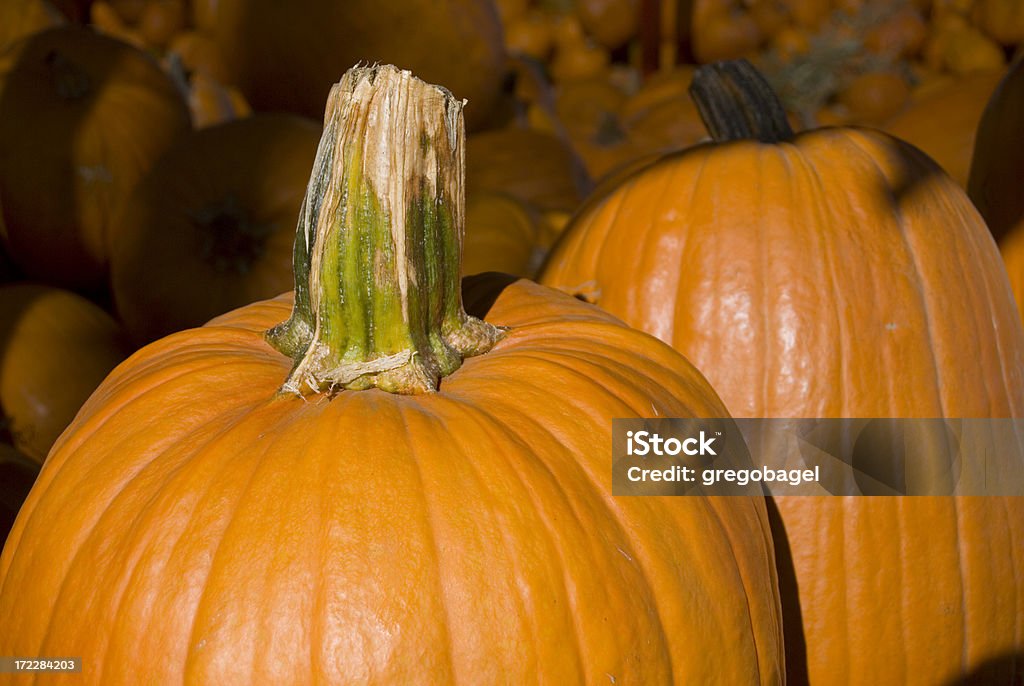 Pumpkins - Foto de stock de Agricultura libre de derechos