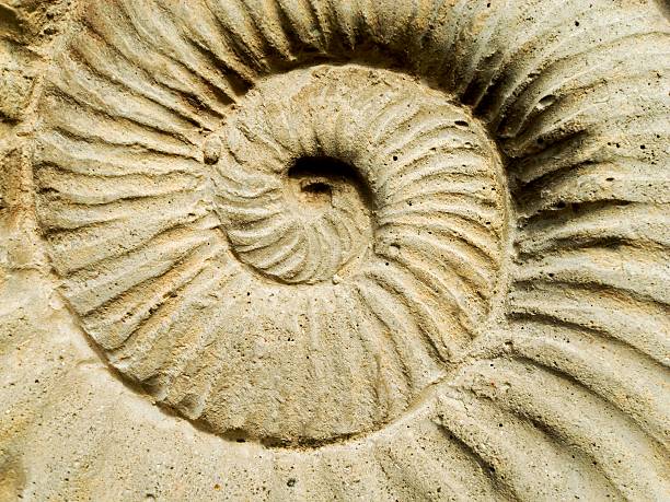 istock Reproduction of a Fossil 172284233