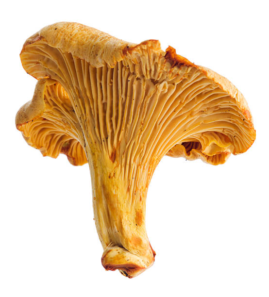 cogumelo chanterelle isolada no branco - chanterelle edible mushroom gourmet uncultivated - fotografias e filmes do acervo