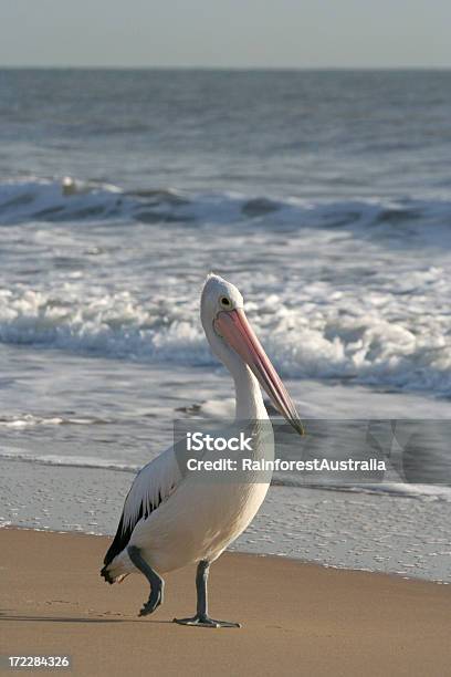 Pelicano - Fotografias de stock e mais imagens de Animal - Animal, Asa de animal, Austrália