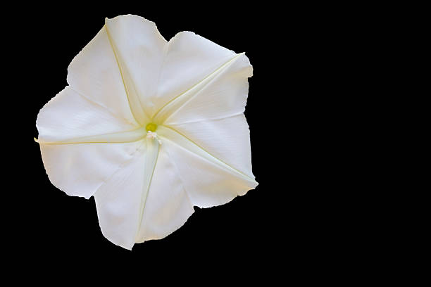 Moonflower on black.