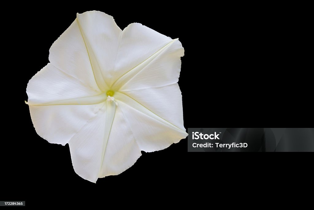 Moonflower (Ipomoea alba), Big White Night Blooming Morning Glory Moonflower on black. Black Background Stock Photo