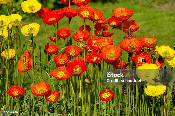 Photo libre de droit de Islande Coquelicots 3 banque d'images et plus d'images libres de droit de Capitule - Capitule, Comté de More og Romsdal, Contraste