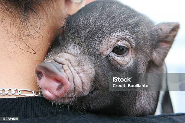 Необычные Пэт — стоковые фотографии и другие картинки Обнимать - Обнимать, Свинья - Копытное животное, Взрослый