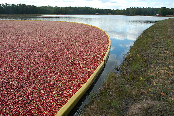 istock Cranberry Harvest in NJ 172284521