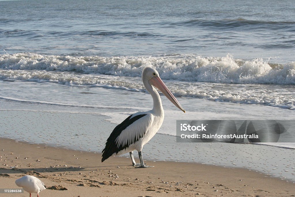 pellicano - Foto stock royalty-free di Acqua