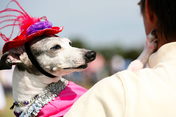 small dog in costume, funny