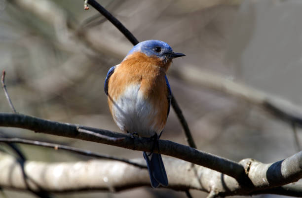 istock Male Bluebird on Branch 172284717