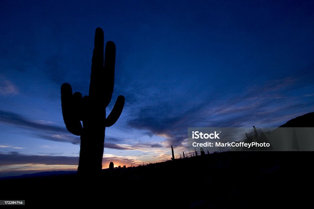 Cato ao pôr do sol - Royalty-free Arizona Foto de stock