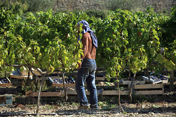 Raisin Picker, Harvest Provence, France - Photo