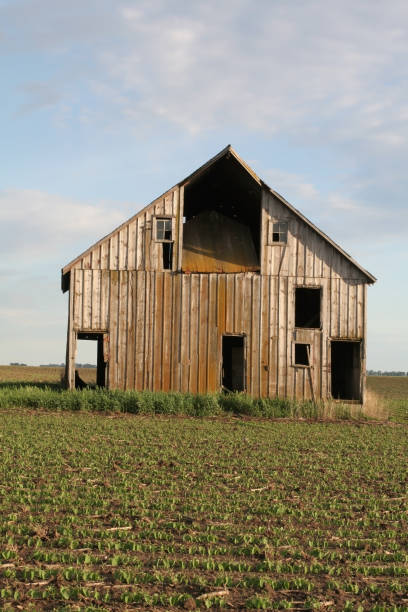 istock Old Weathered Barn and New Soybeans 172284869