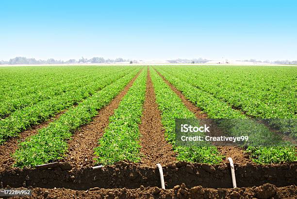 Landwirtschaftliche Land Mit Zeile Ernten Stockfoto und mehr Bilder von Bewässerungsanlage - Bewässerungsanlage, Rohr, Agrarbetrieb