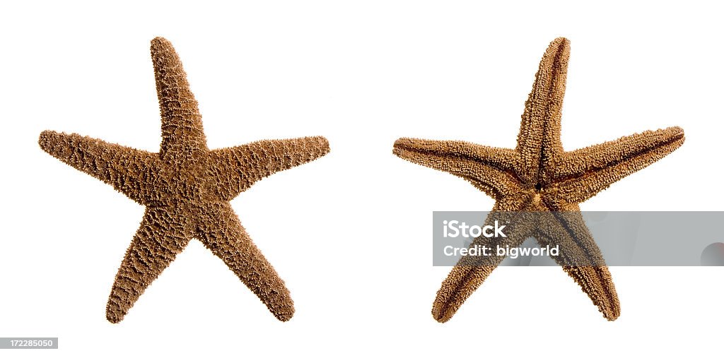 Vue de haut et en bas d'une étoile de sucre - Photo de A l'envers libre de droits