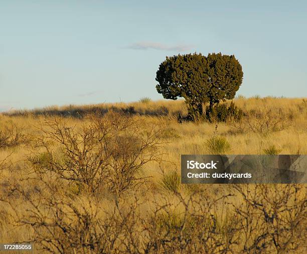 Wacholder Und Mesquite Stockfoto und mehr Bilder von Abenddämmerung - Abenddämmerung, Allgemein, Baum