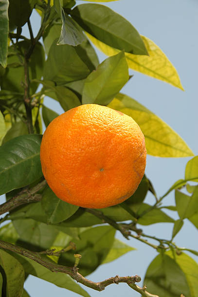 Orange in a tree stock photo