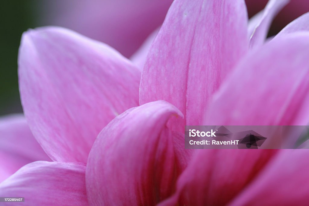 Pink Petal Close-up Pink Flower Beauty In Nature Stock Photo