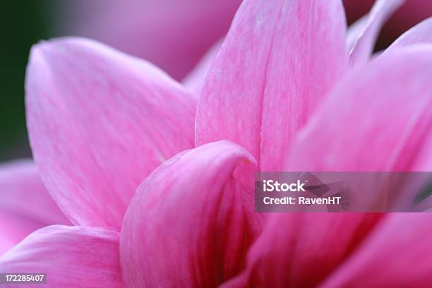 Pink Petal Stock Photo - Download Image Now - Beauty In Nature, Close-up, Concepts