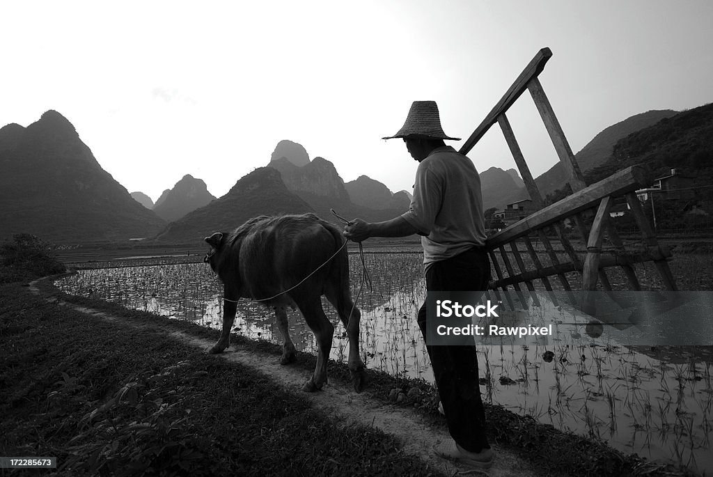 La vita rurale - Foto stock royalty-free di Adulto