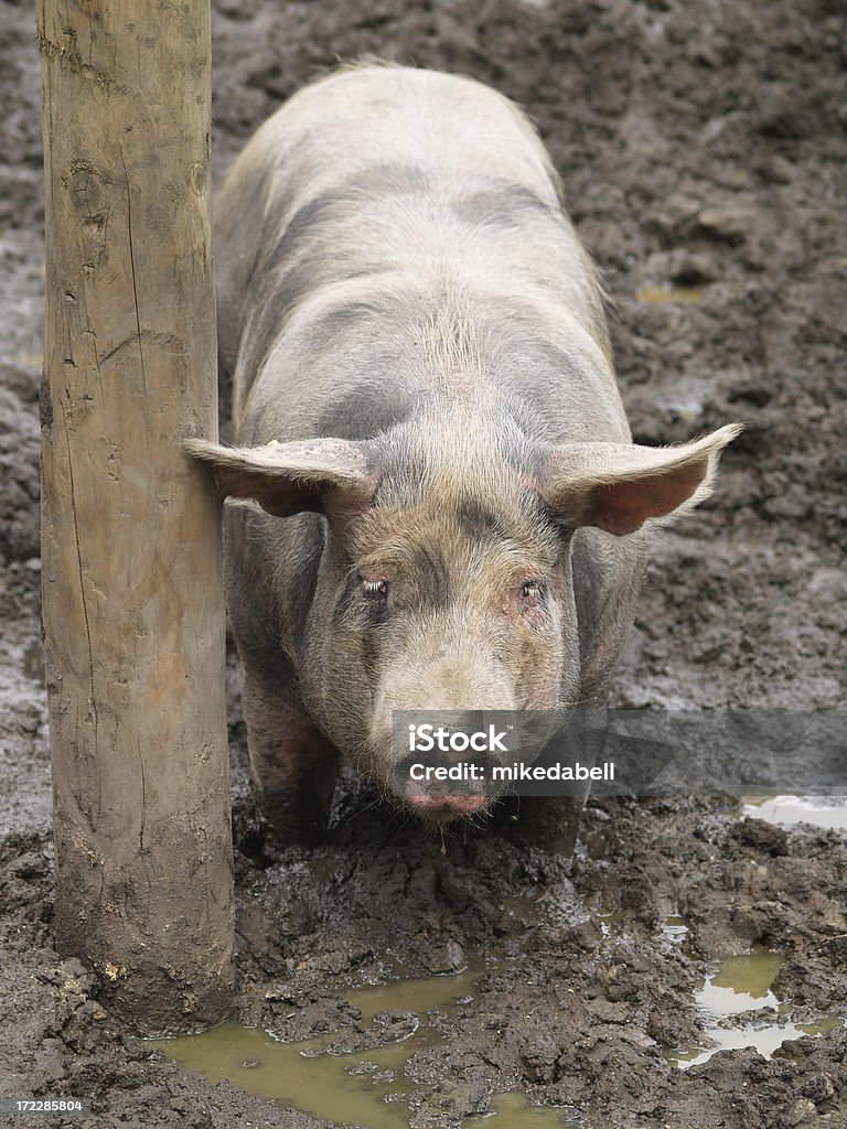 돼지 및 판매후 - 로열티 프리 기둥 스톡 사진