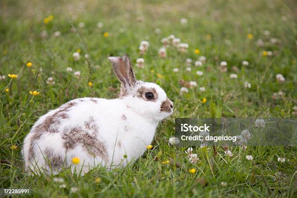 Flauschigen Hasen Stockfoto und mehr Bilder von Grasen - Grasen, Kaninchen, England