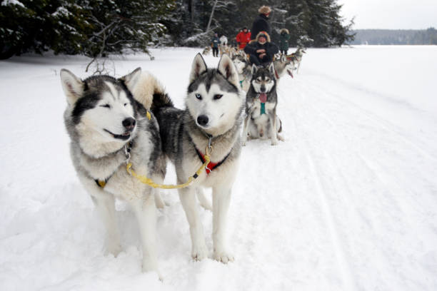 Dog Sledding The sport of dog sledding in northern Ontario. dogsledding stock pictures, royalty-free photos & images