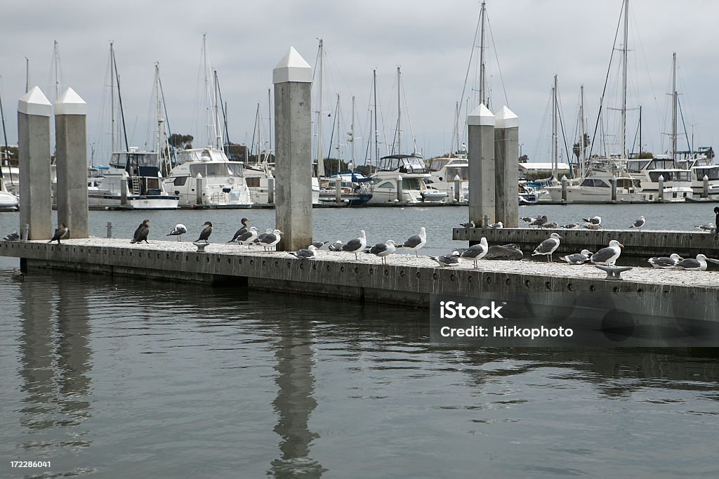 Seaguls am dock - Lizenzfrei Kai - Uferviertel Stock-Foto