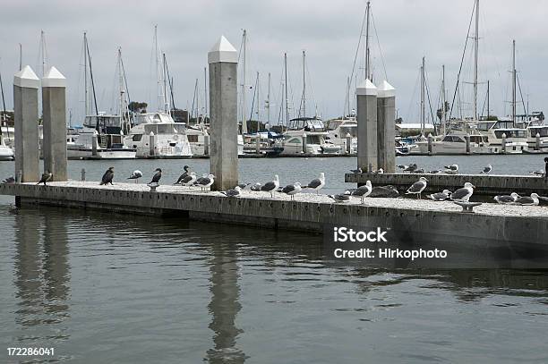 Seaguls Am Dock Stockfoto und mehr Bilder von Kai - Uferviertel - Kai - Uferviertel, Fallen, Jachthafen