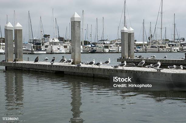 Photo libre de droit de Seaguls Sur Dock banque d'images et plus d'images libres de droit de Quai - Quai, Borne, Port de plaisance