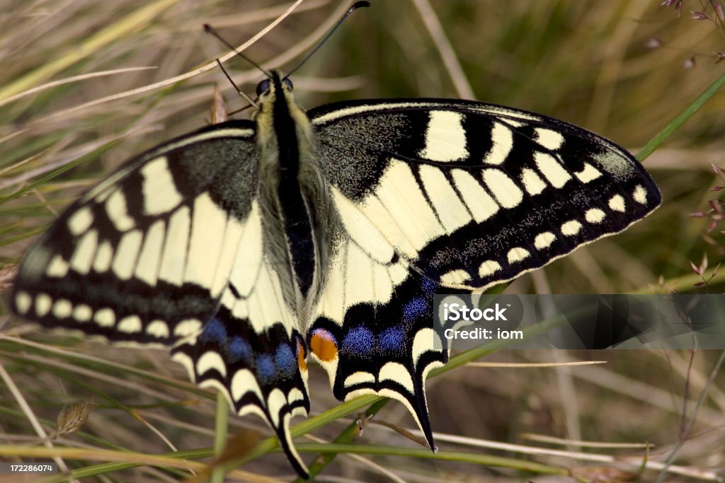 Papillon complète - Photo de Aile d'animal libre de droits