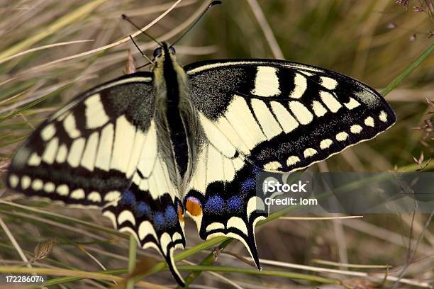 나비 전체 고요한 장면에 대한 스톡 사진 및 기타 이미지 - 고요한 장면, 곤충, 귀여운