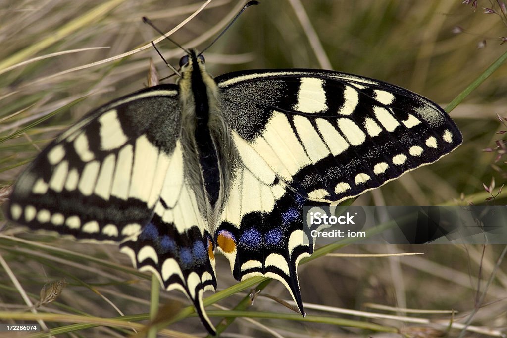 Borboleta completo - Foto de stock de Abrigando-se royalty-free