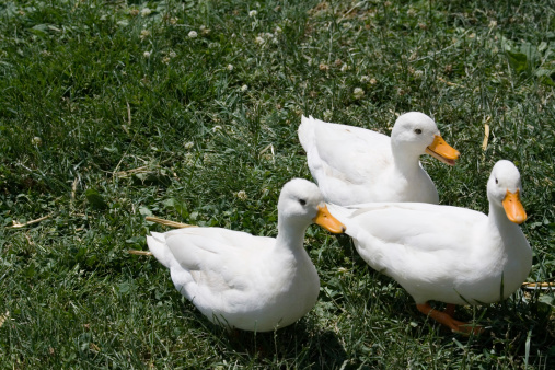 Three little ducks in a green field.