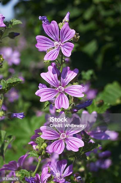 Niezbyt Częste Piękno Wspólne Ślaz Malva Sylvestris - zdjęcia stockowe i więcej obrazów Bez ludzi