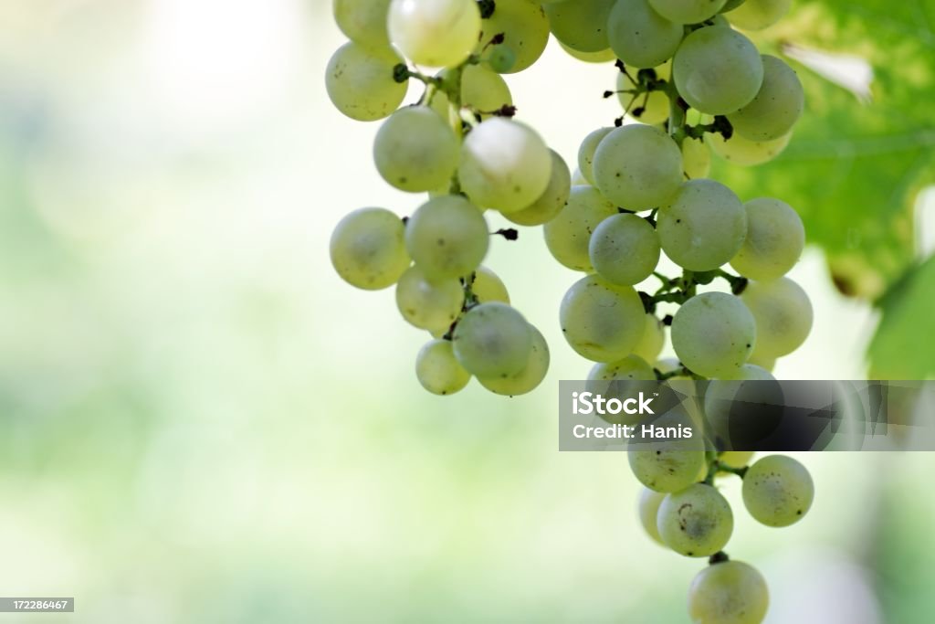 Weintraube Hintergrund - Lizenzfrei Alkoholisches Getränk Stock-Foto