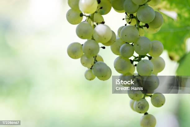 Weintraube Hintergrund Stockfoto und mehr Bilder von Alkoholisches Getränk - Alkoholisches Getränk, Anstrengung, Baum