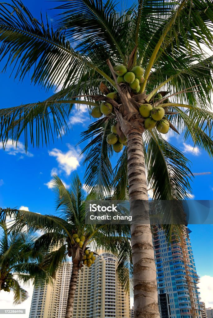 brickell Klucz widok i coconut palms - Zbiór zdjęć royalty-free (Balkon)