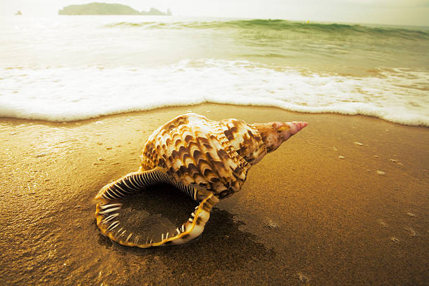 istock Paradise lost  Lonely conch at beach 172286618