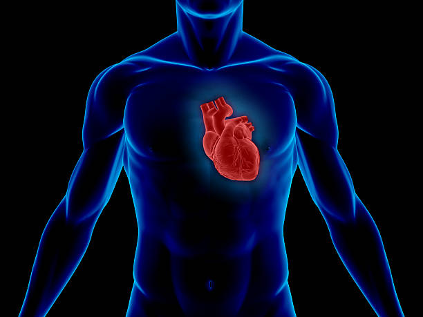 corps humain avec un cœur pour medical bureau - valvule cardiaque photos et images de collection