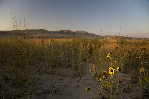 Flores silvestres en seco montañas rocosas valley - foto de stock