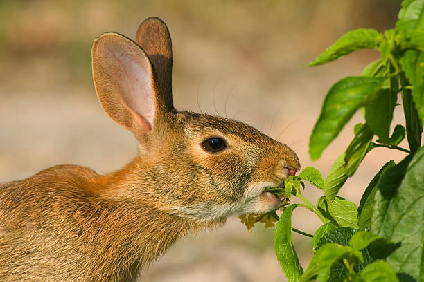 Rabbit Eating a Garden Plant stock photo