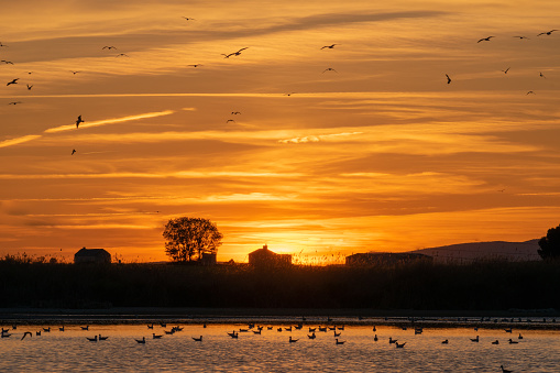 In the photograph you can see the sunset in the lagoon of a natural park with the silhouette of birds and ducks.