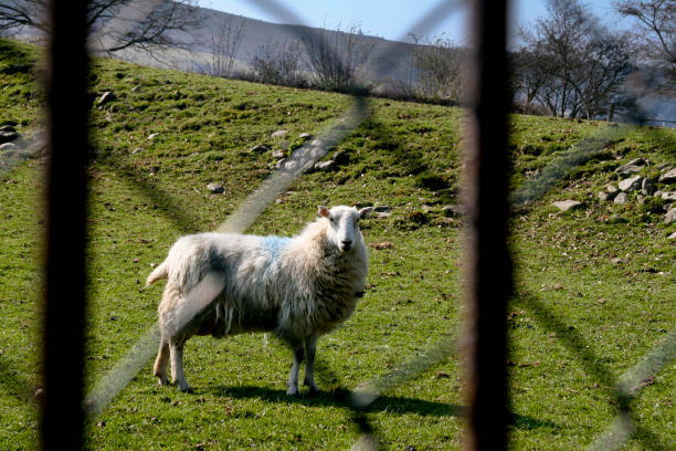 Sheep through fence stock photo