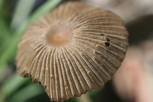 istock mushroom, fungus 172287107