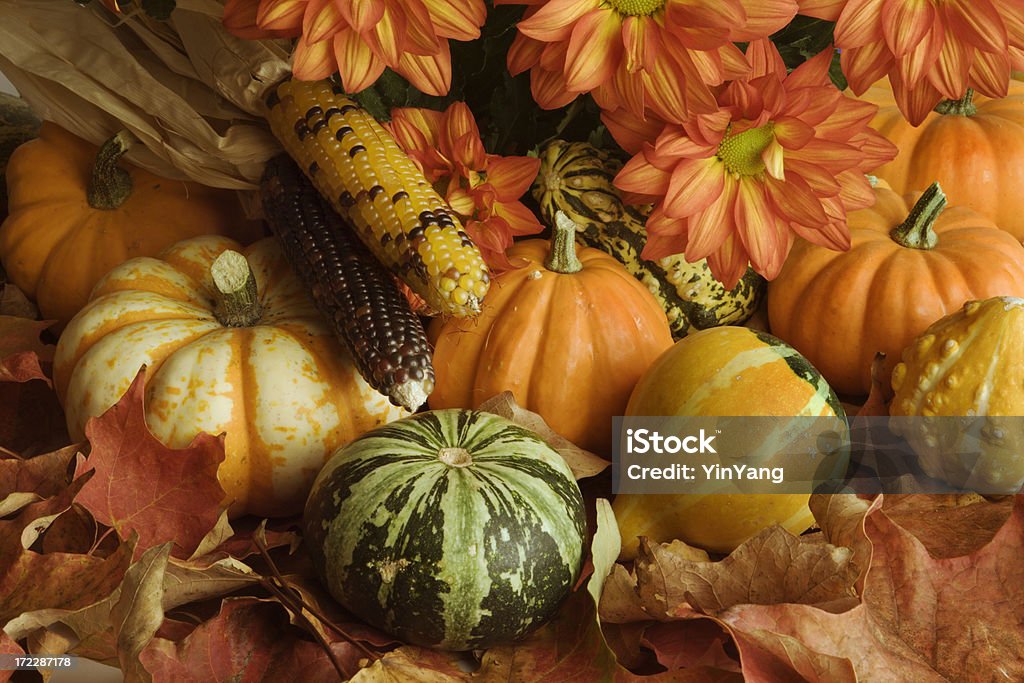 Cosecha de otoño hojas de corte, disposición de calabaza, crisantemo, maíz, Squash - Foto de stock de Otoño libre de derechos
