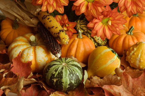 An autumn seasonal still life scene, with chrysanthemum, Indian corns, pumpkins, winter squashes, gourds and red maple leaves. A natural decorative arrangement of a fall harvest crop collection, a group of dried plants and food.